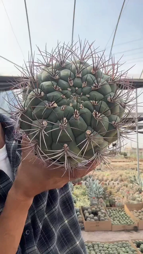 实生新天地15公分35.99