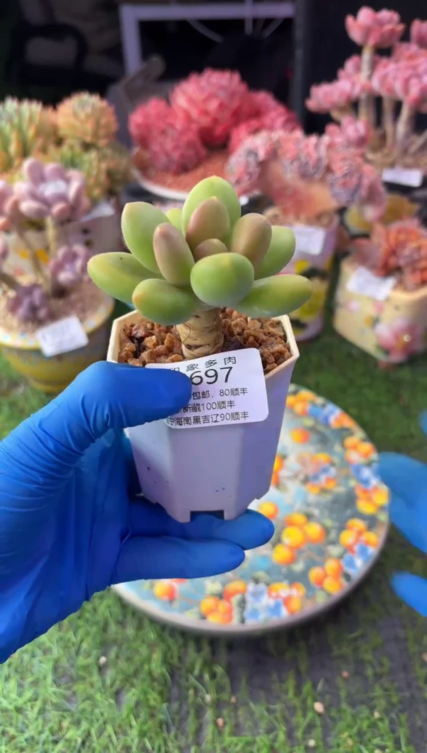 昆明印象多肉6697