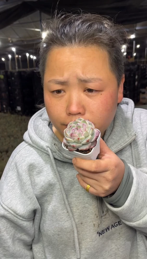 【闪购商品】49-暗纹珍妮体带盆土9.99