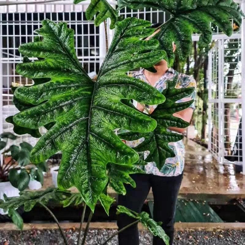 杰克林海芋进口欧美风高颜值绿植大叶观热植室内阳台四季好养