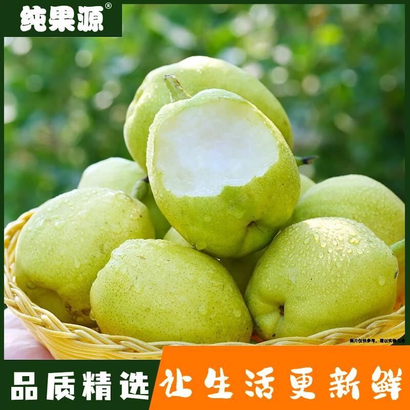 【纯果源小时达】库尔勒香梨【整件装/毛重约13斤】