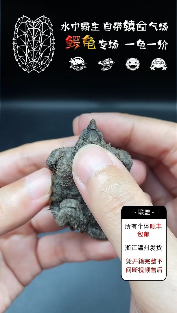 不分公母宠物龟严全44
