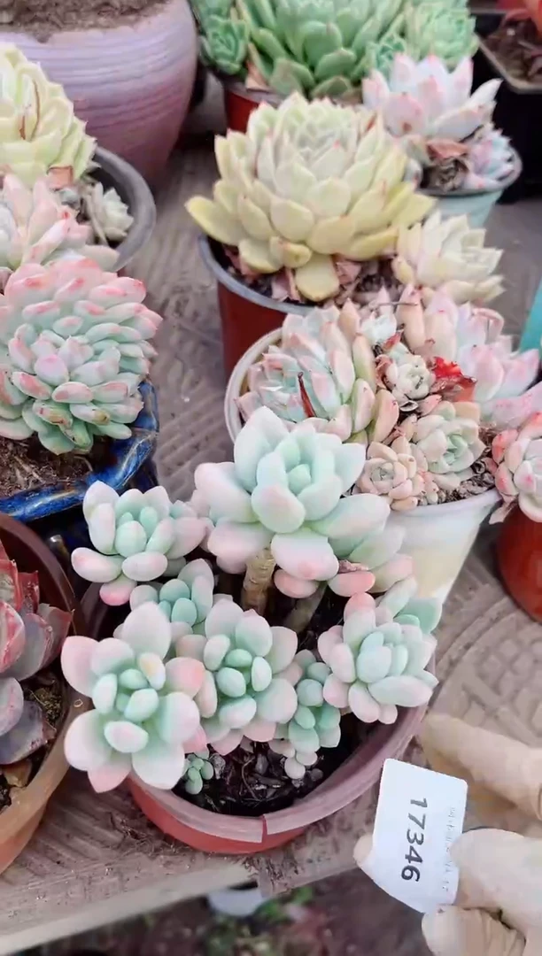 17346多肉植物一物一拍