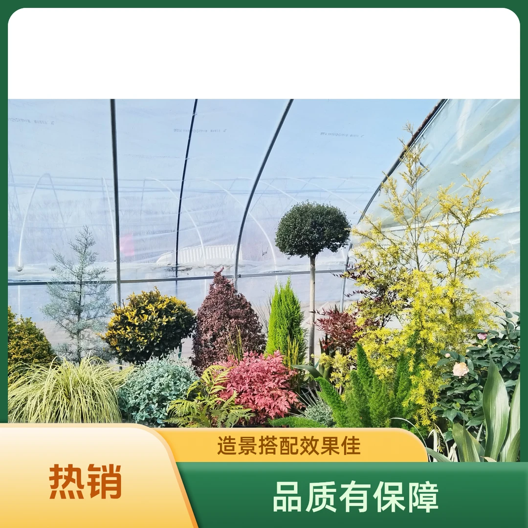 花园花境植物搭配设计服务助力打造绝美花园