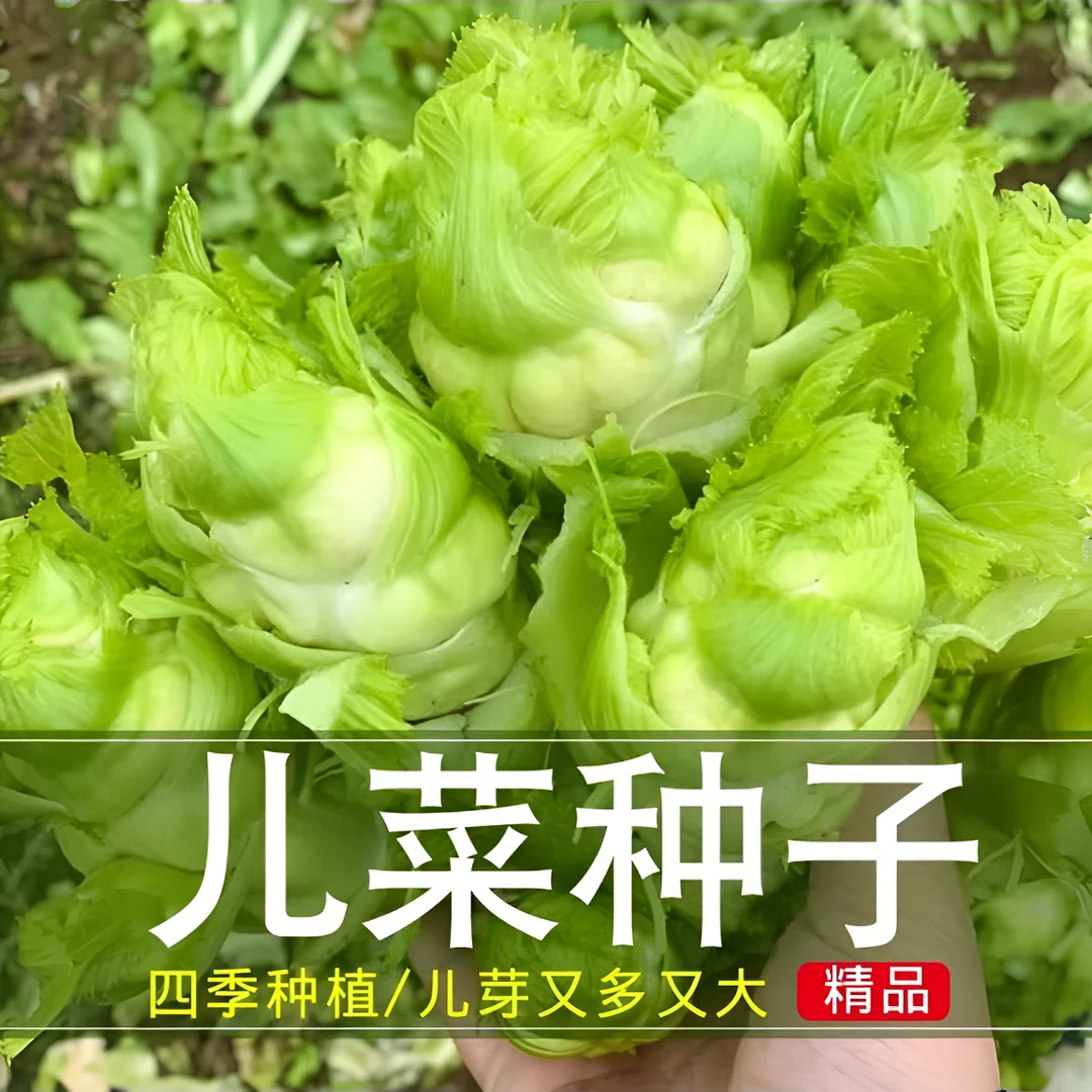四川儿菜种子早熟抱子芥娃娃菜胖秋季阳台四季蔬菜种籽