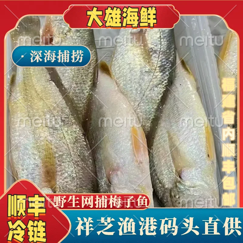 梅子鱼 福建泉州祥芝中心渔港野生拖网顺丰直达福利新鲜