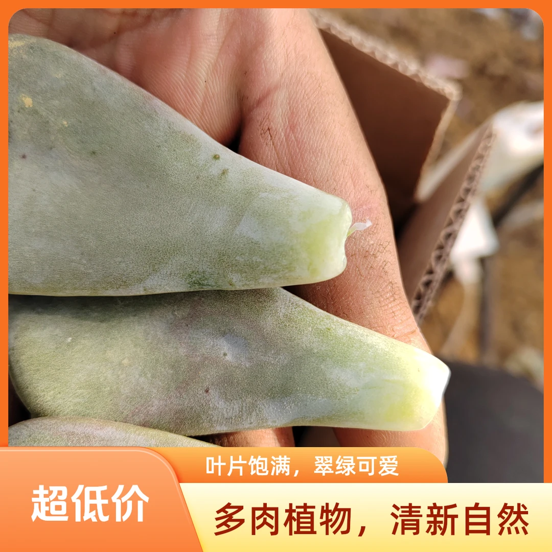 紫乐叶片，饱满，肥厚，毛重1.5斤，