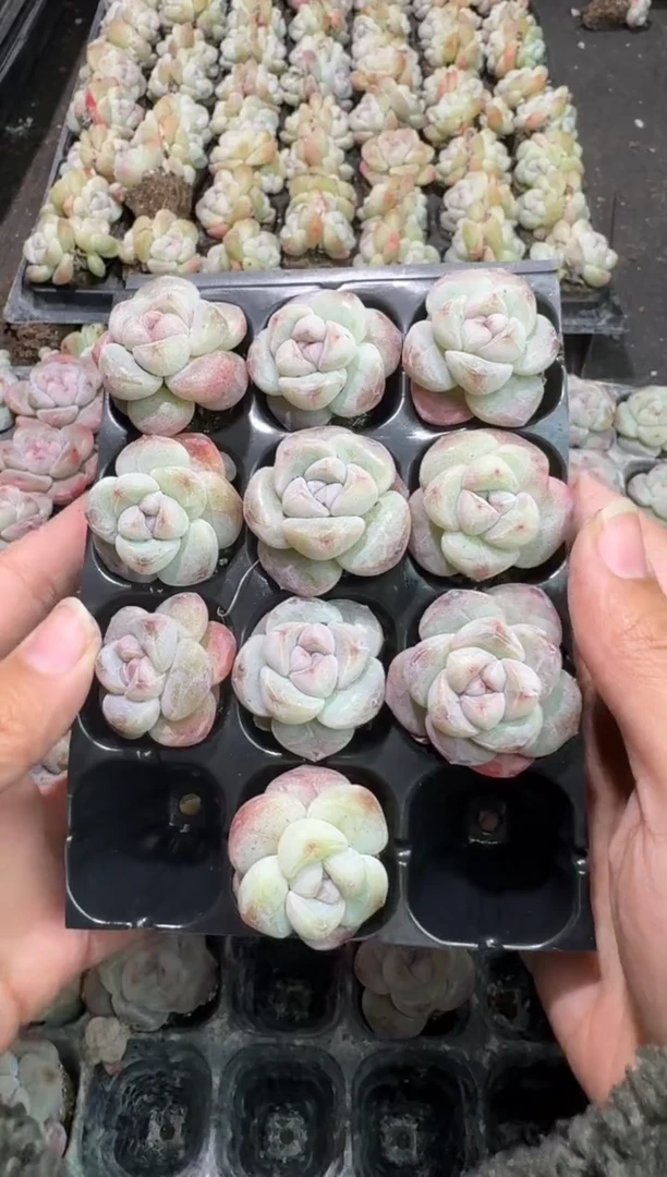 【闪购商品】78号到手一框-江北一物一拍
