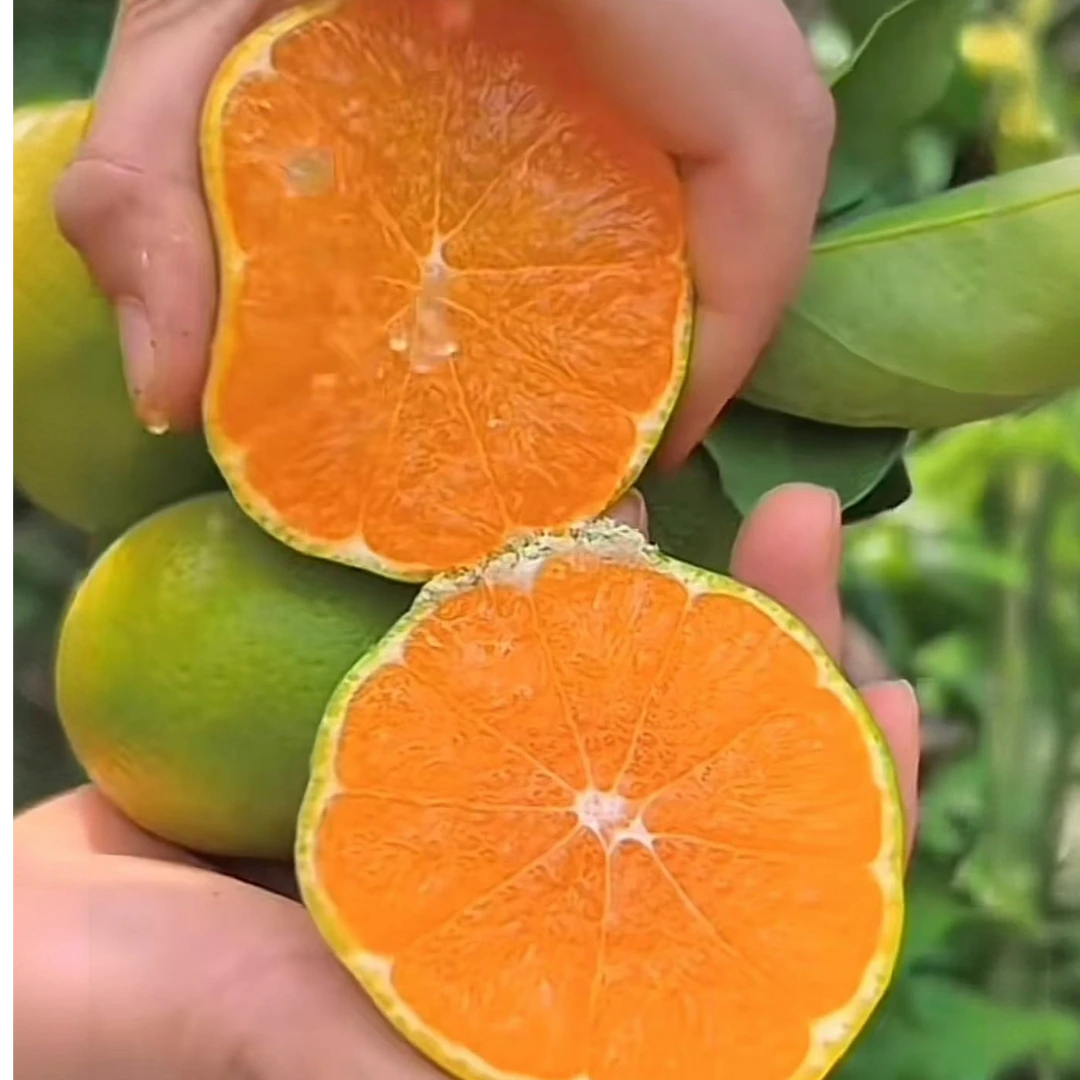 石门蜜橘新鲜无籽桔子薄皮现摘蜜桔整箱水果当季批发柑橘甜橘
