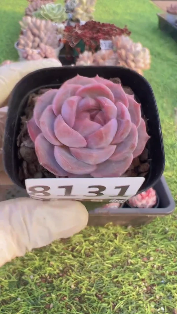 【闪购商品】信福多肉一物一拍