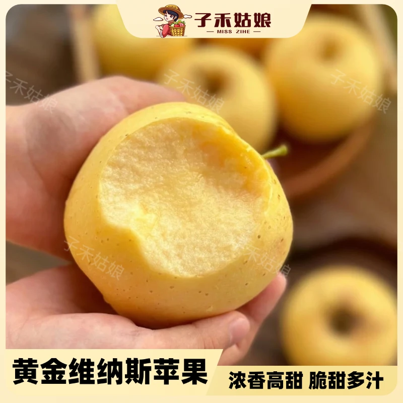 山东黄金维纳斯苹果纯甜脆爽皮皮薄多汁风味十足4.5斤