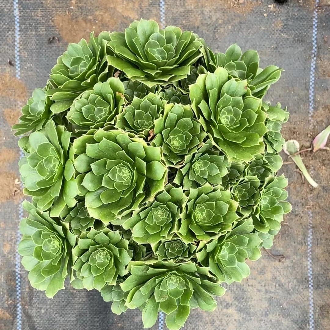 【绿玫瑰】多肉法师