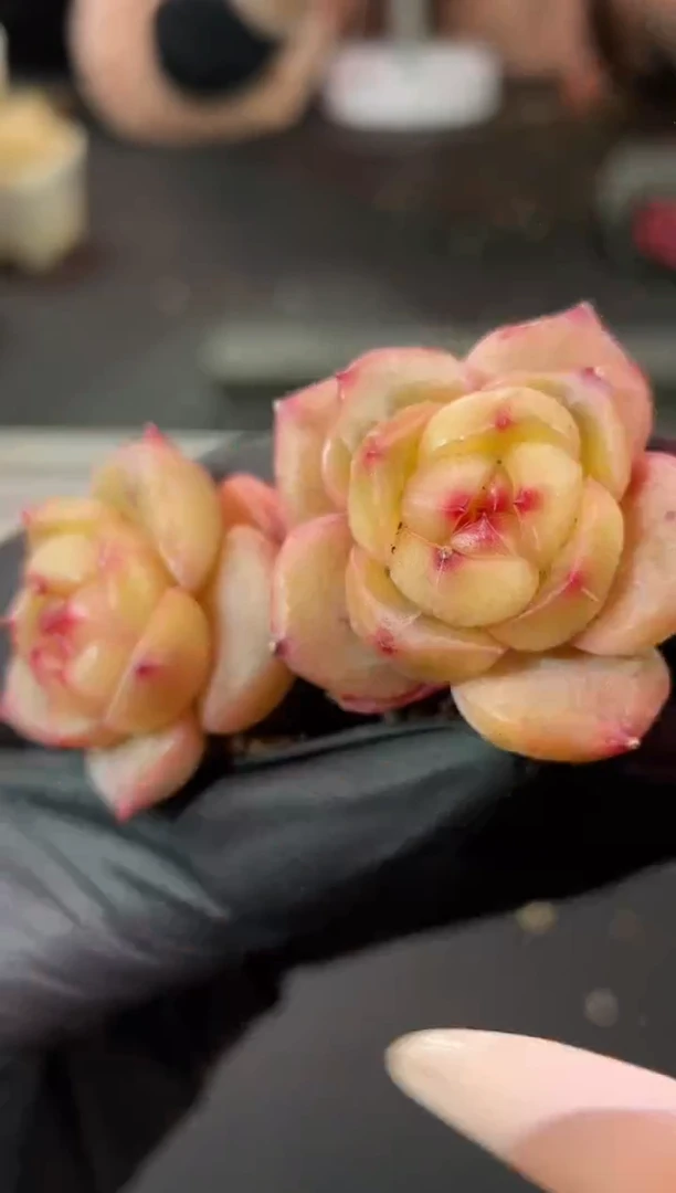 闪购1629  真理多肉一颗  3-3.5厘米