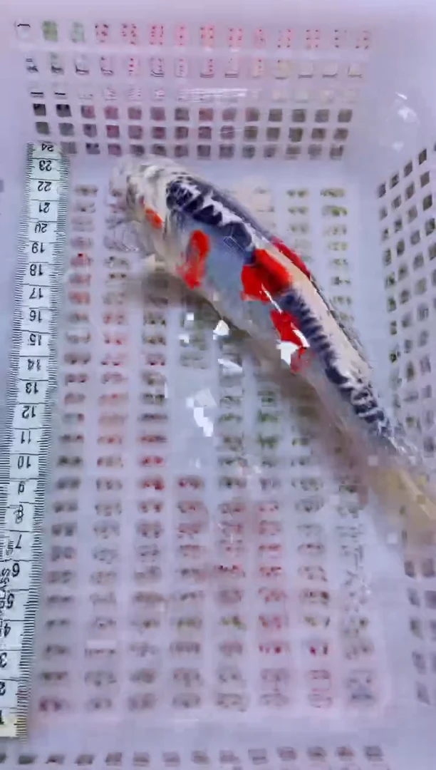 锦鲤血统锦鲤全场包邮65