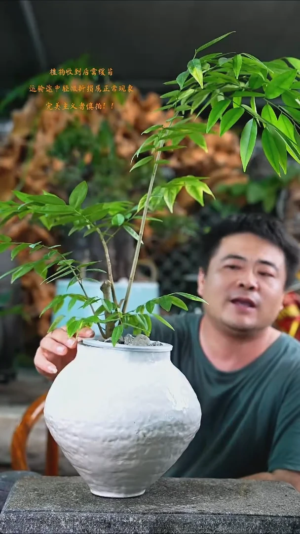 完全开放黄花梨211+