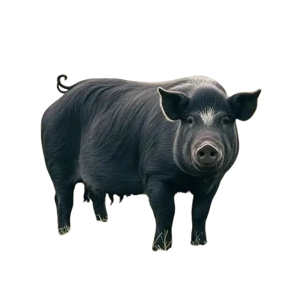 纯粮食喂养东北老品种黑猪改价3