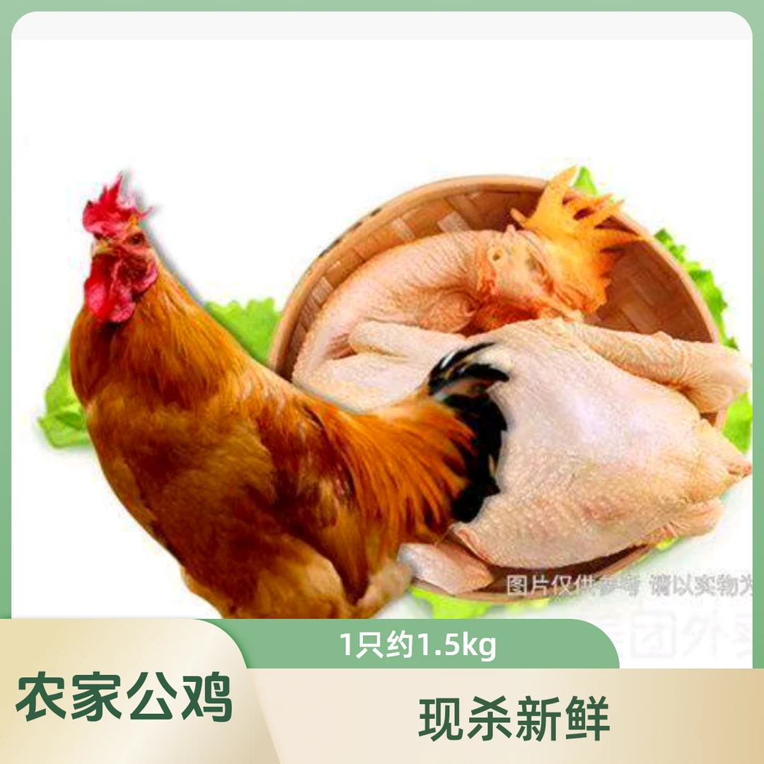 现杀农家草公鸡1只约1500g