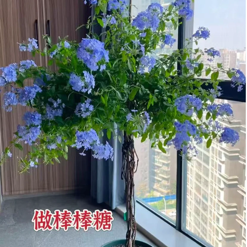 蓝雪花一物一拍耐高温不怕晒好养活植物