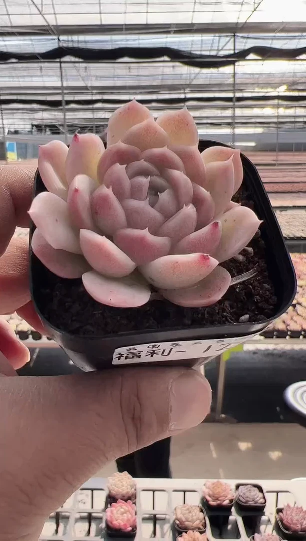 【闪购商品】福利款多肉-125