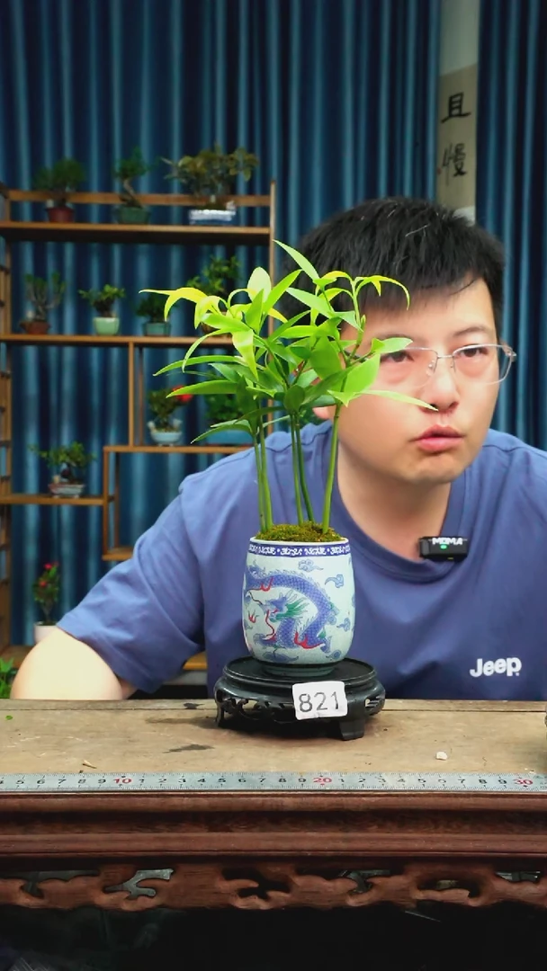 无花朵苔藓微景观821号