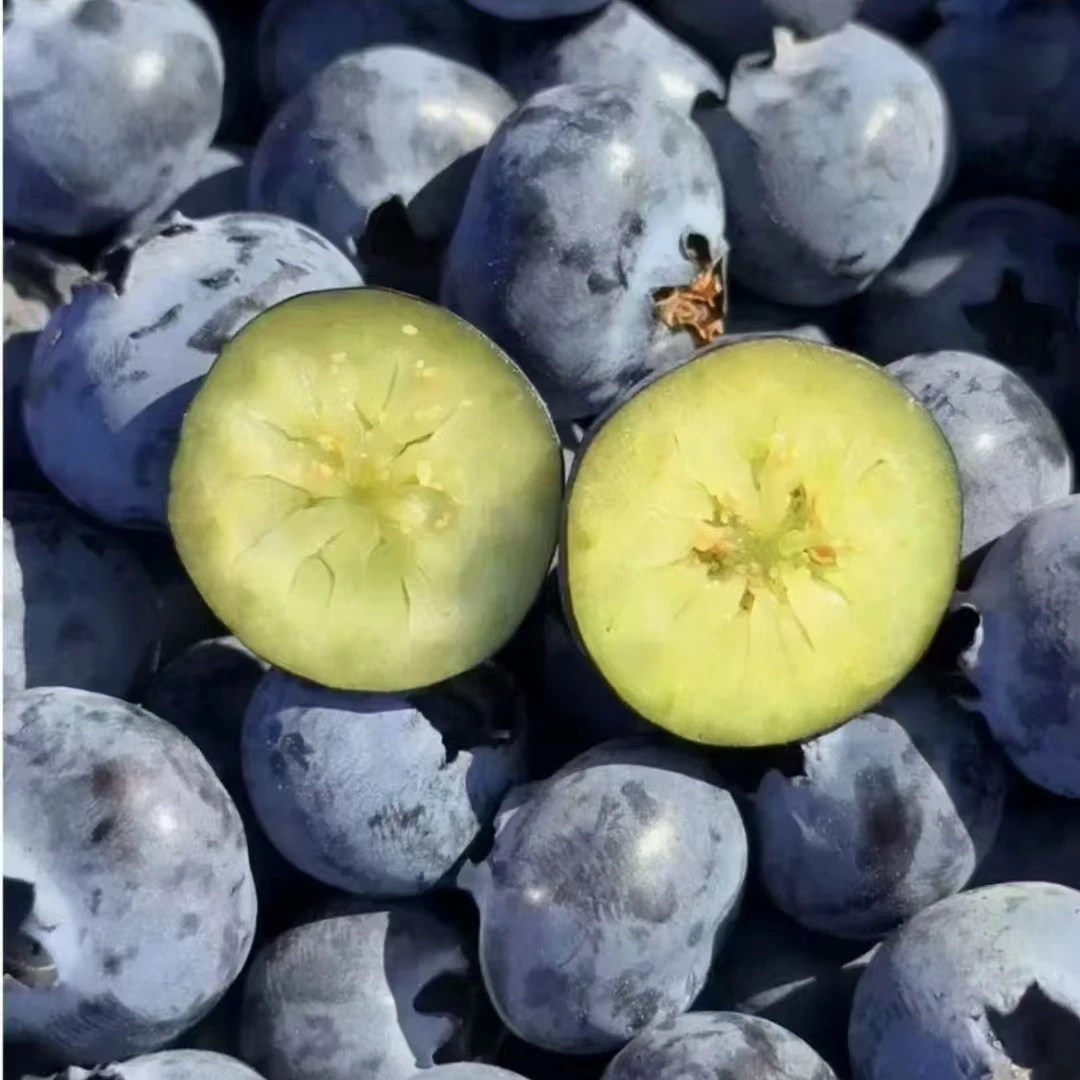 【基地直采】云南高原花香蓝莓现摘现发花青素水果包邮YJ