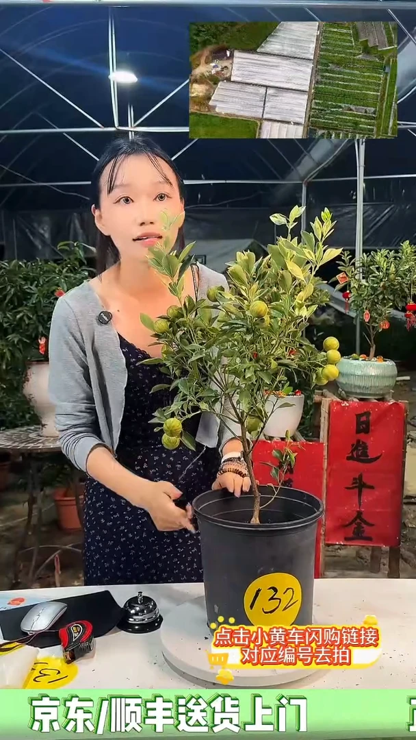 132号苗00000000000