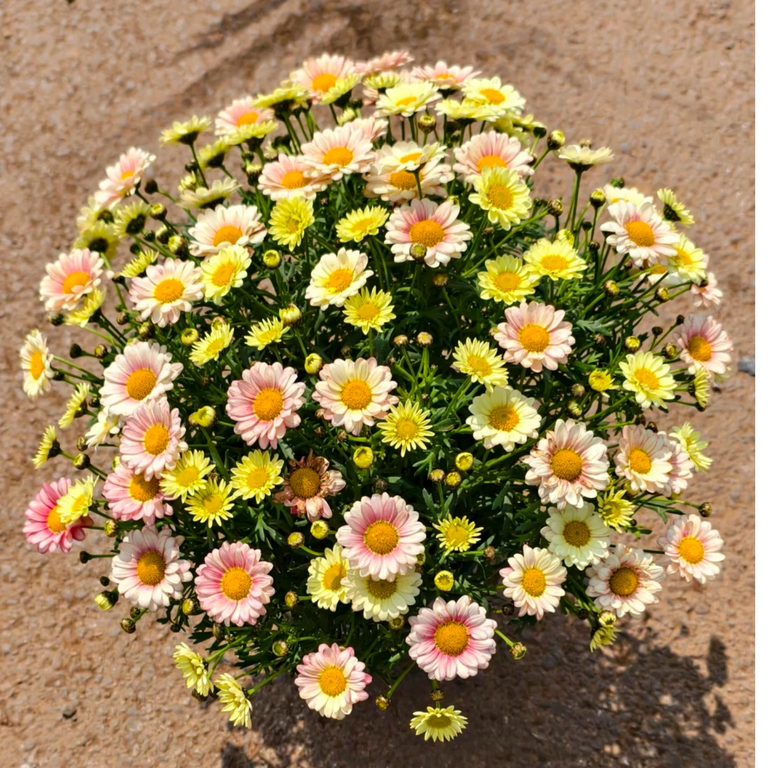 玛格丽特【小饼干】盆栽花卉适合阳台庭院耐热