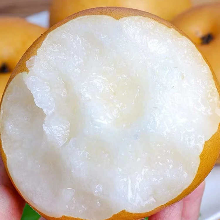 山东正宗秋月梨新鲜采摘4.5-5斤装皮薄清甜多汁爽口