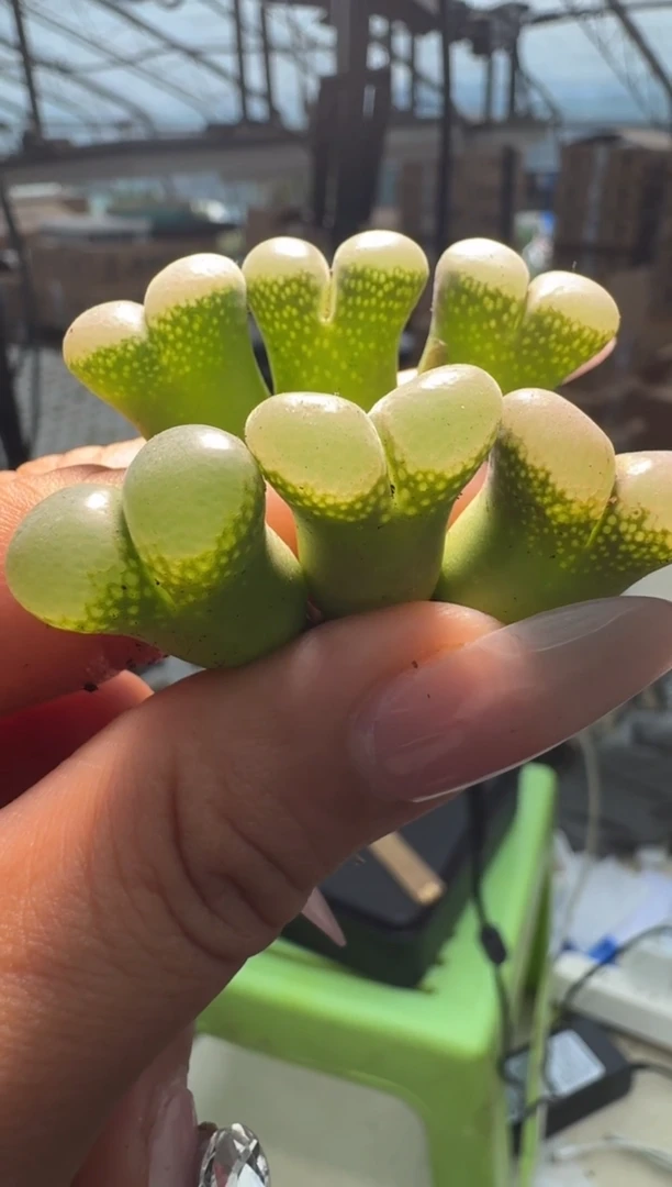 30-40多肉植物肉锥腰子窗风铃一颗