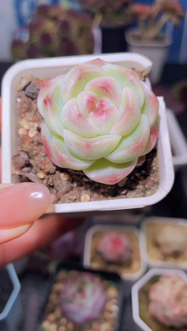 【闪购商品】387蜡像