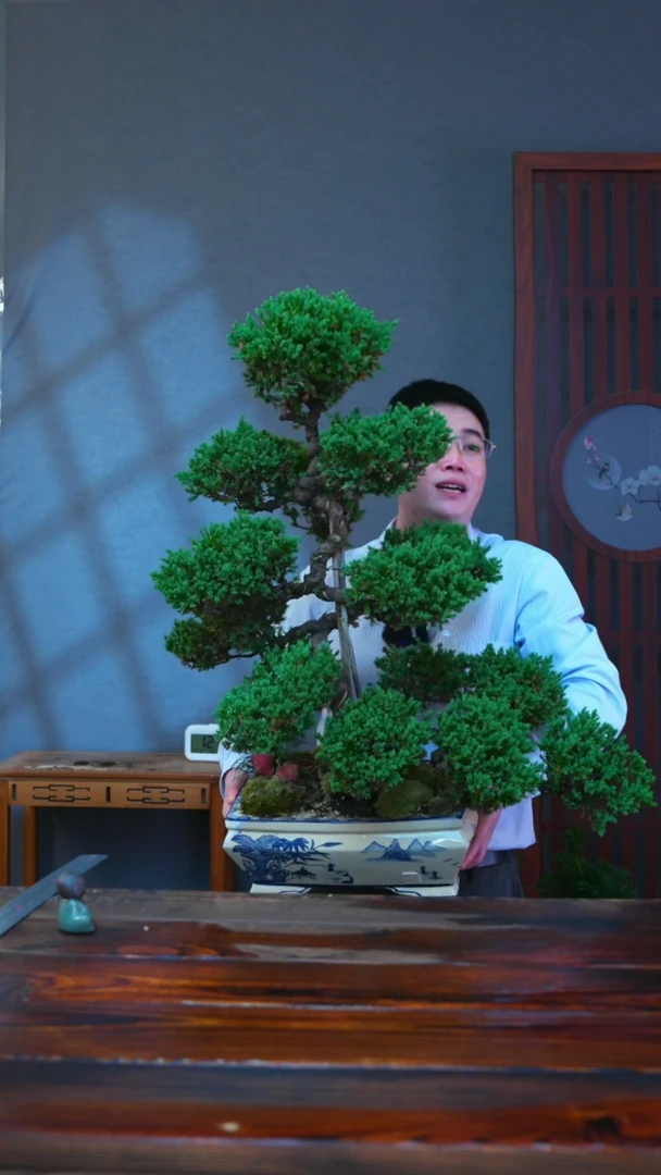无花朵一物一拍迎客松