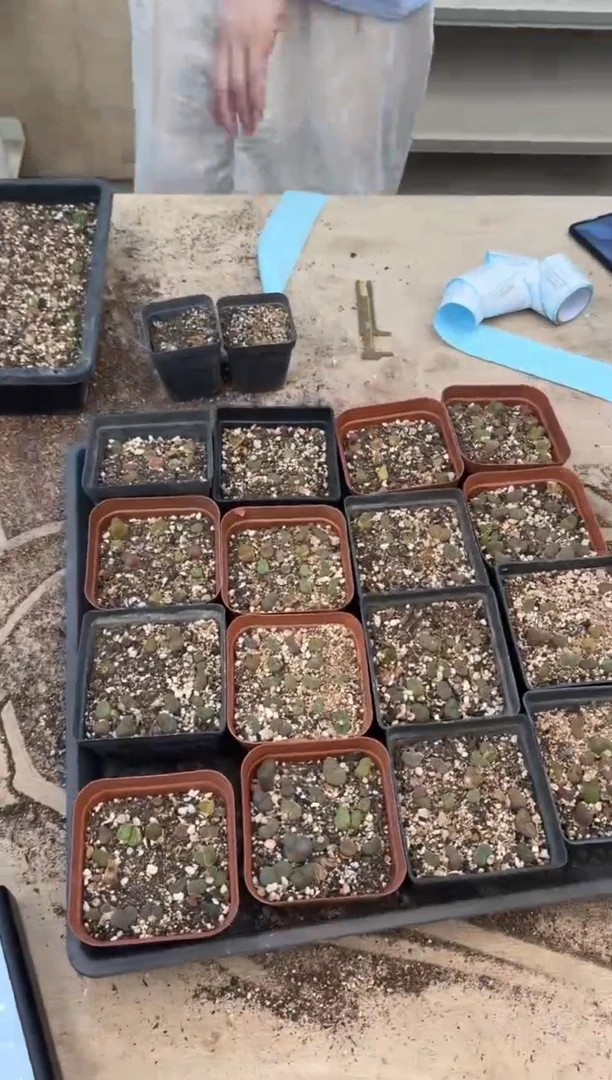 11-213多肉植物肉锥一盒带盆土