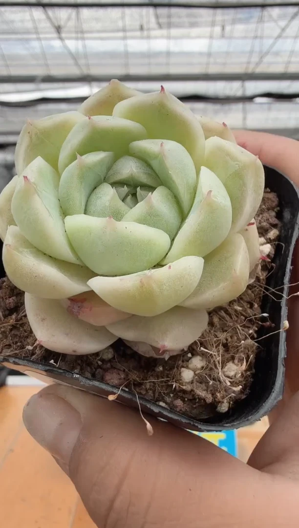 东云多肉园二店-294