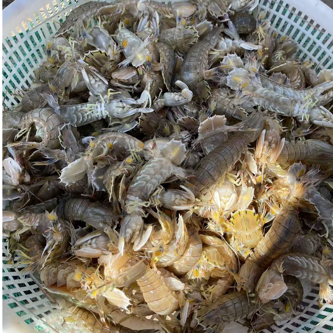 大连本地野生虾爬，保鲜不保活