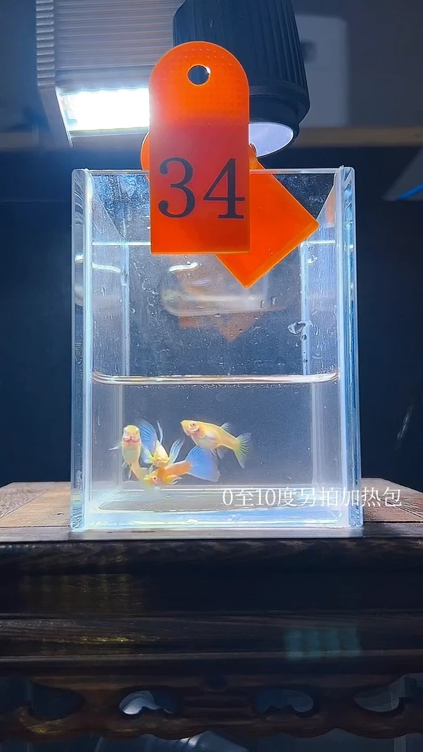 孔雀鱼蓝白飞船34