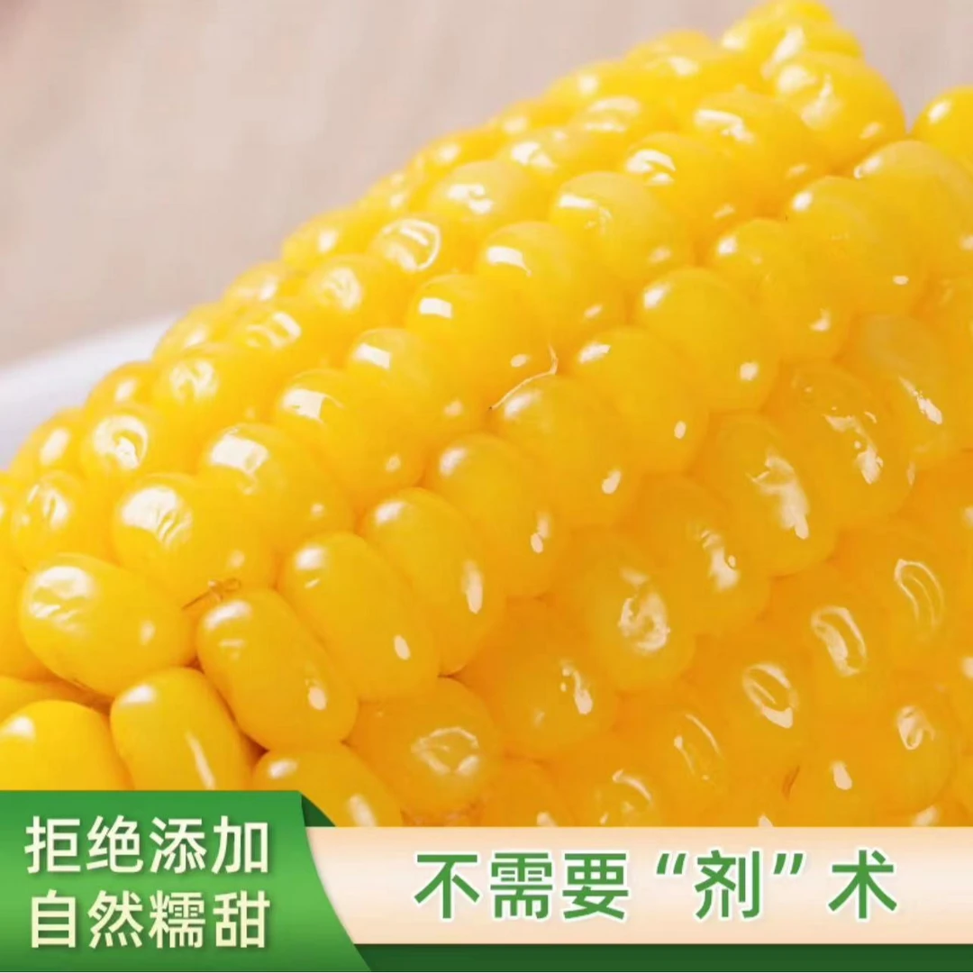 东北黄金糯九黄糯玉米独立真空包装共19根（150克单棒）整袋约6斤