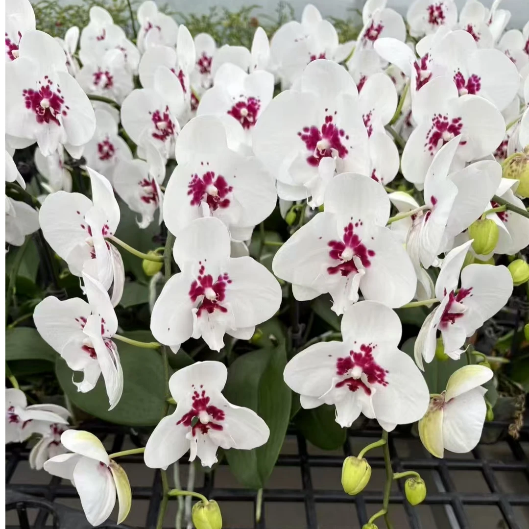 【踏雪寻梅】3.5寸有花剑无花蝴蝶兰