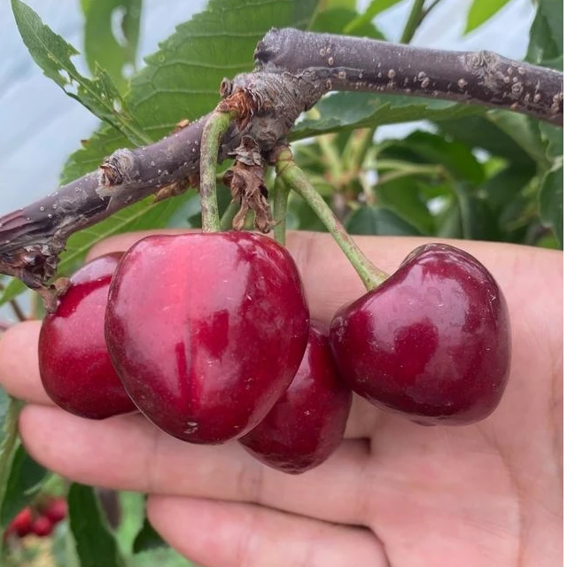 可以结果好种好养的车厘子果树苗纯甜无酸盆栽地栽南方北方都可以