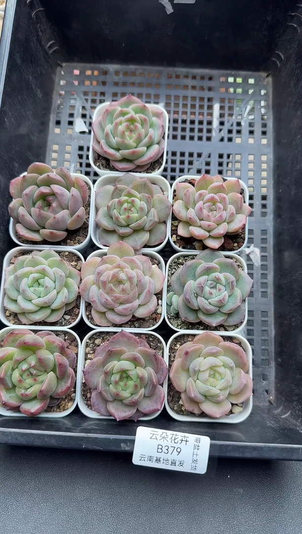 珍妮杂交多肉B379