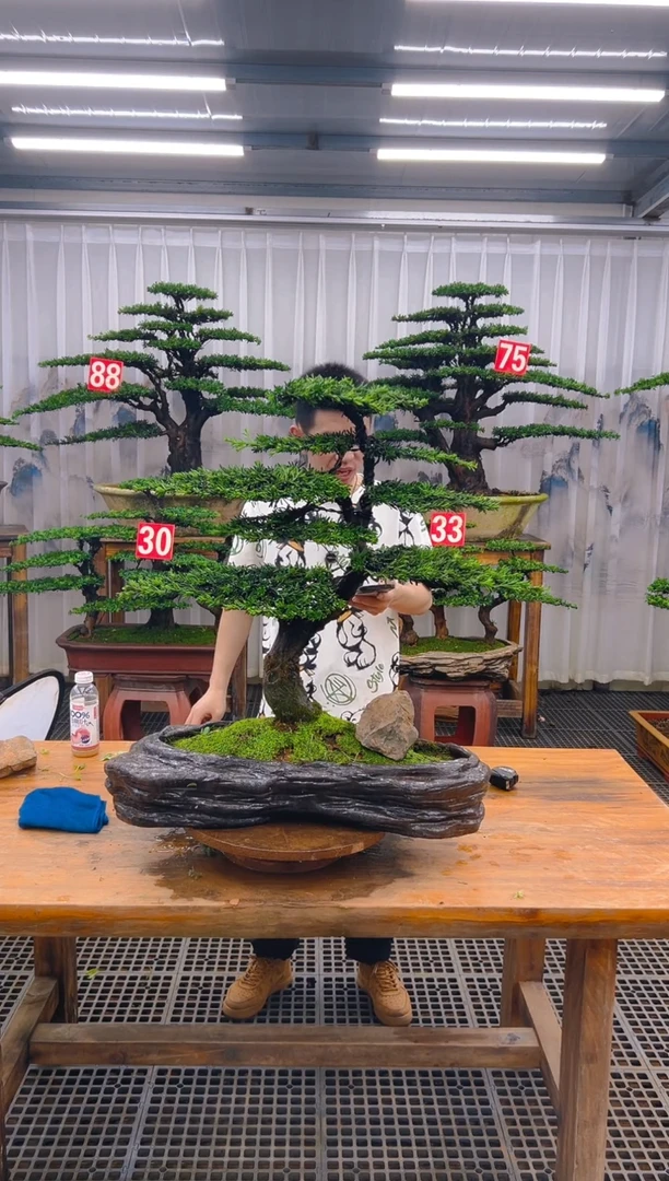 无花朵精品盆景直播间一物一拍