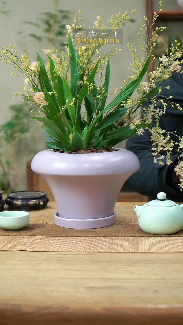 完全开放西**?文心兰096