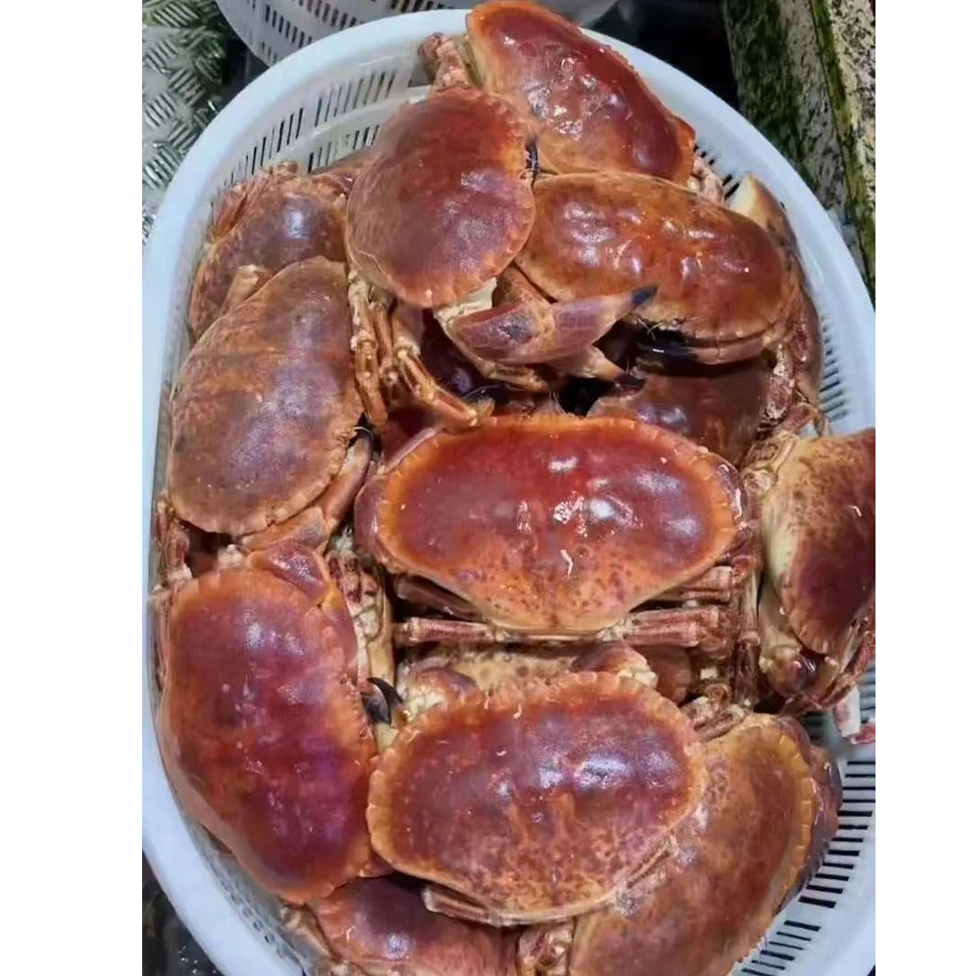 鲜活面包蟹螃蟹充氧活发顺丰发货保鲜不包活蟹同城配送
