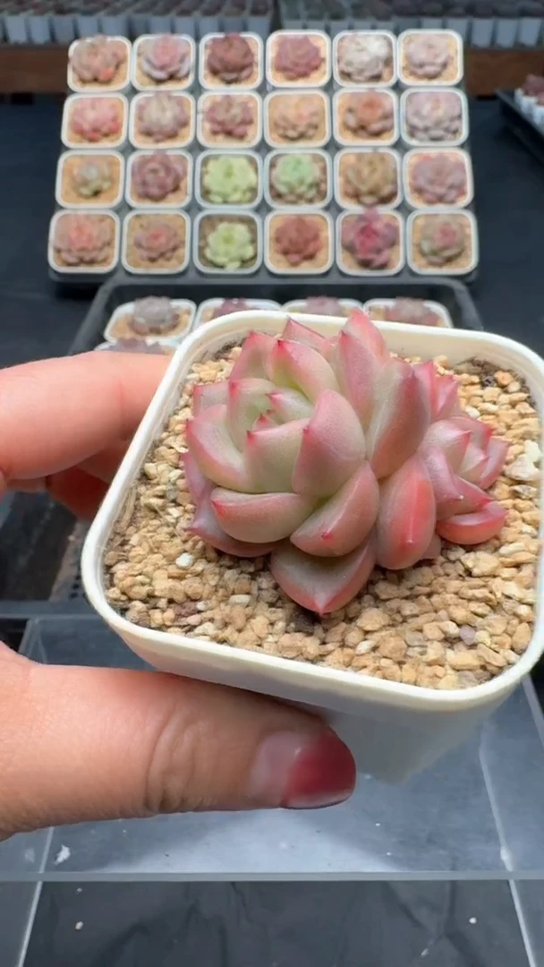 【闪购商品】004号珍妮多肉一物一拍3单包邮