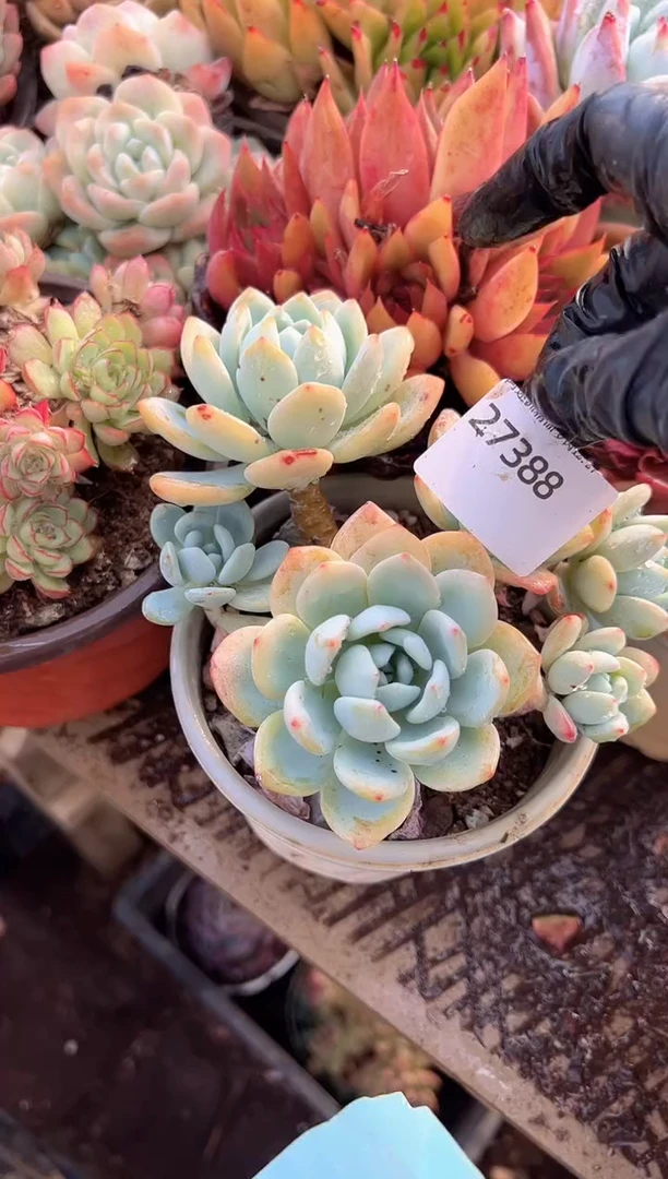 若多肉植物一物一拍27388