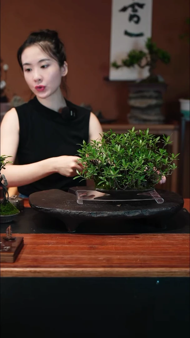 无花朵栀子花盆景盆景
