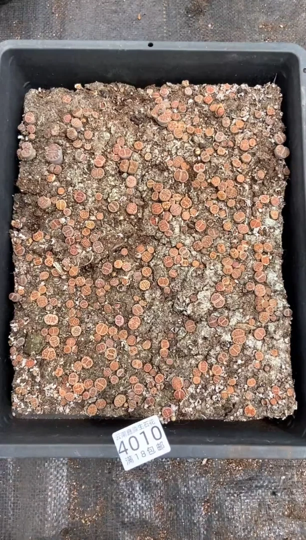 4010特价菊纹章框有疤瑕疵带土不带盆发货