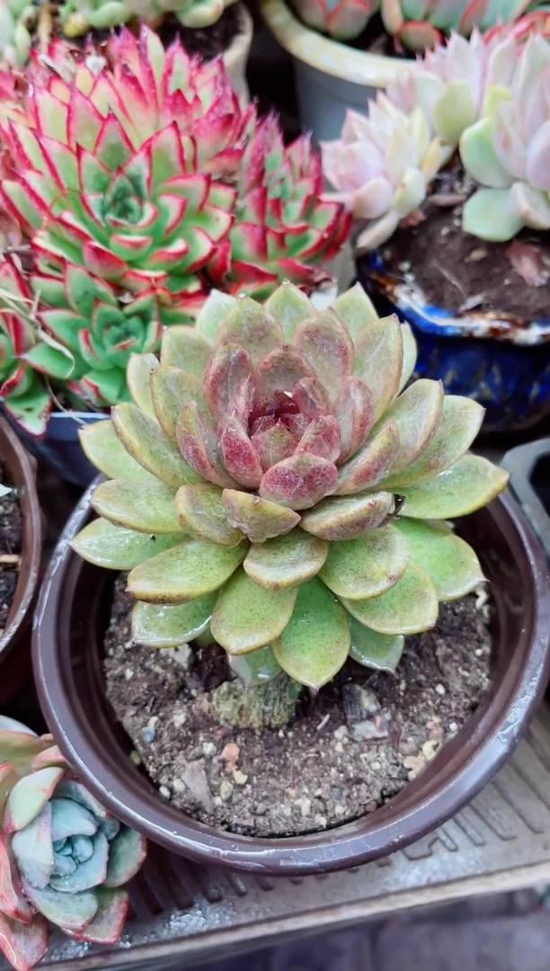 13028多肉植物一物一拍