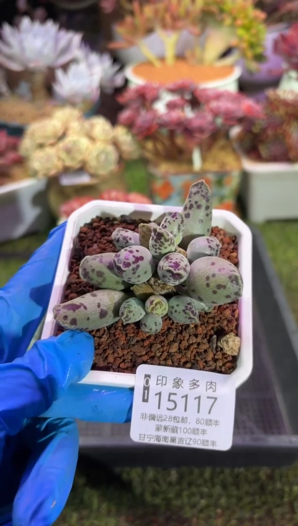 【闪购商品】15117