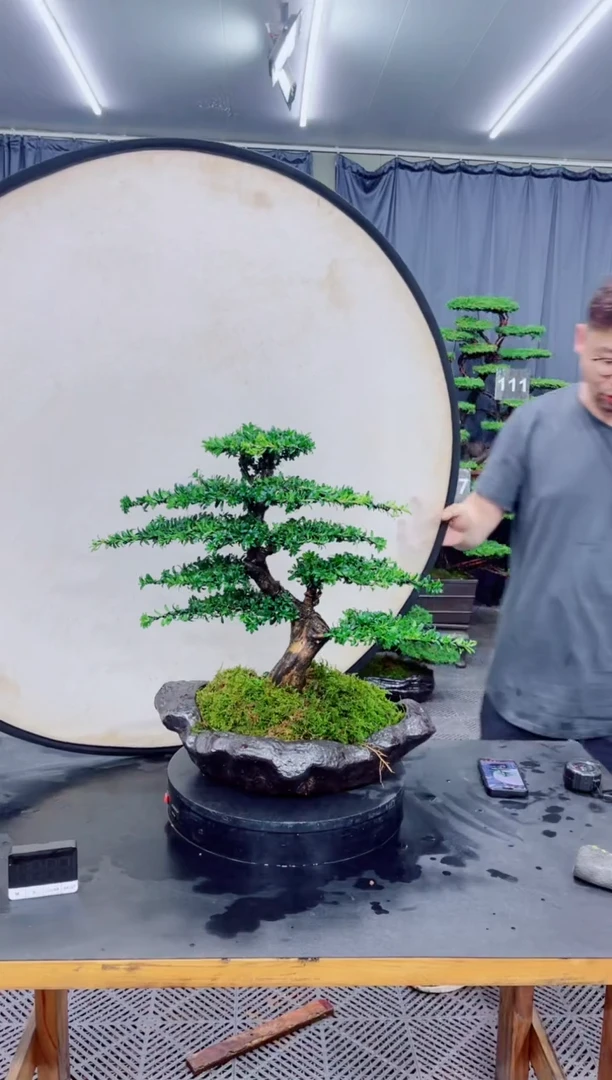 无花朵罗汉松盆景.....