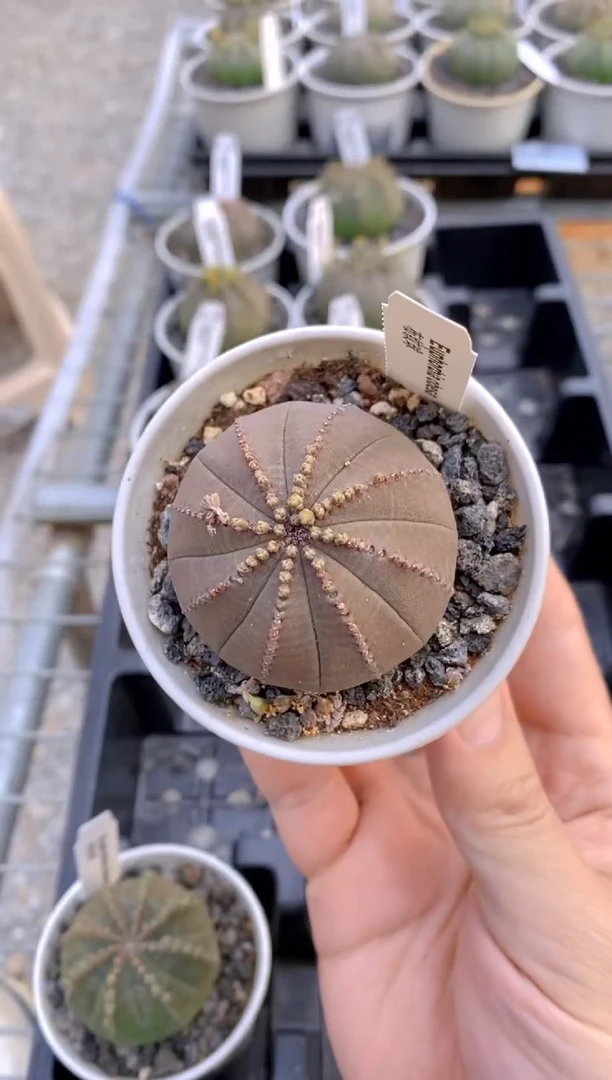 【闪购商品】布纹球FA-7730